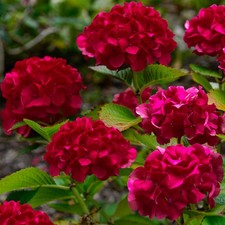 Hydrangea paniculata wims red - wims,