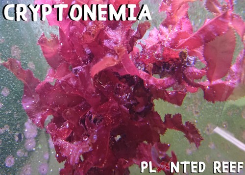 Cryptonemia crenulata macro - crenulata, |