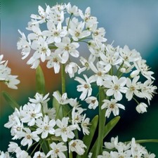 1-100 ALLIUM COWANII BULBS/CORMS HARDY PERENNIAL SPRING/SUMMER WHITE FLOWERING