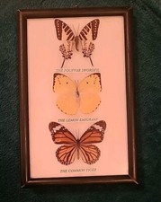 Vintage Framed Collection Of Butterflies x 3 