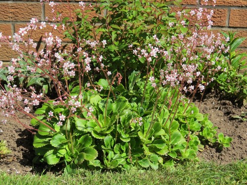 London pride saxifraga - pride,