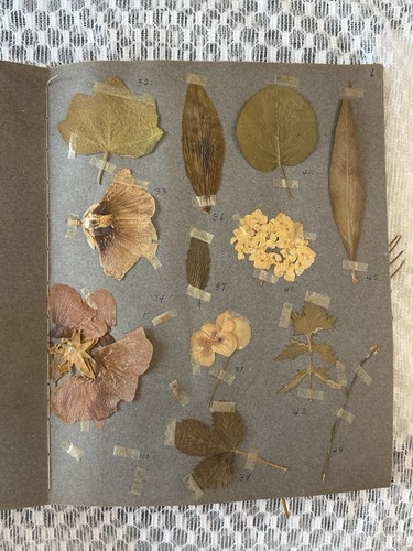 Antique herbarium 1926 280 - antique, herbarium,