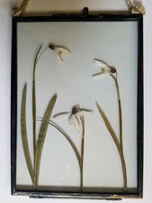 Pressed, Snowdrops in frame -