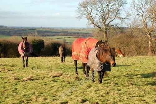 Photo 6x4 horses and - horses,