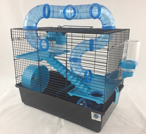 Bernie large dwarf hamster - bernie,