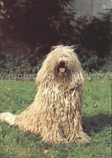 Dogs Komondor 
