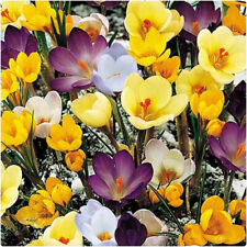 Crocus 'Species' Mix x 100