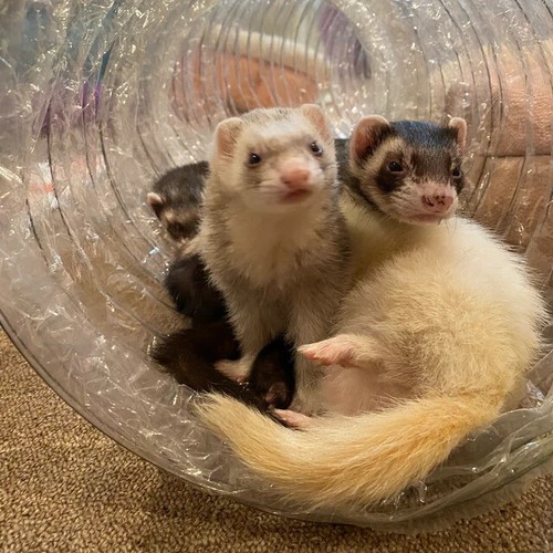 Best ferret toy ever - best,