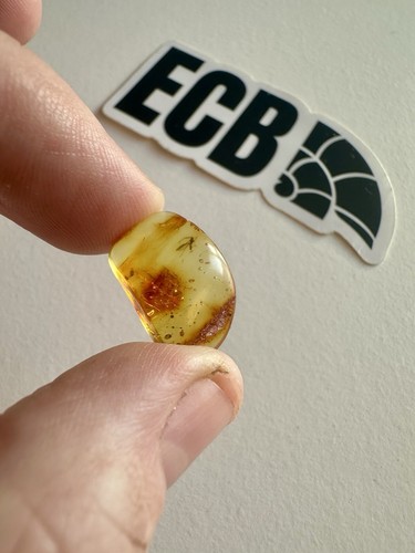 Baltic amber with - baltic,