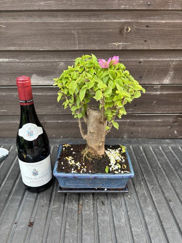 Bonsai tree bougainvillea pink - bonsai,