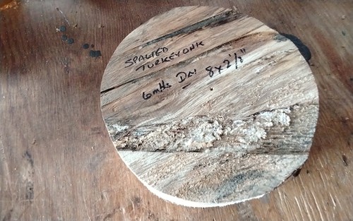 Spalted turkey oak - turkey, bowl