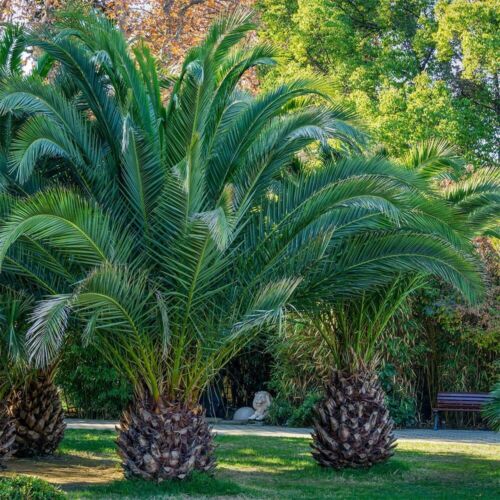 Phoenix canariensis canary - phoenix,