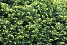 25x Taxus Baccata English Yew