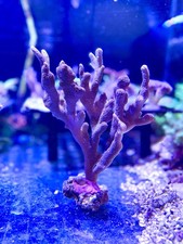 XXXL BRANCHING SKY BLUE MONTI LARGE COLONY MONTIPORA DIGI CORAL SPS 🪸 🥶🥶