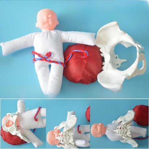 Female pelvic anatomy model - pelvic,