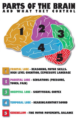 Parts the brain anatomy - the,
