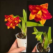 Mini Cattleya Sunset. 1 Flower