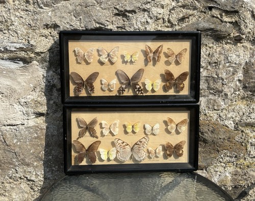 Pair vintage butterfly - of,