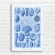 Vintage Nautical Seashells