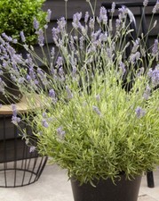 Suttons English Lavender Platinum Blonde Scented Variegated Shrub 3L Pot