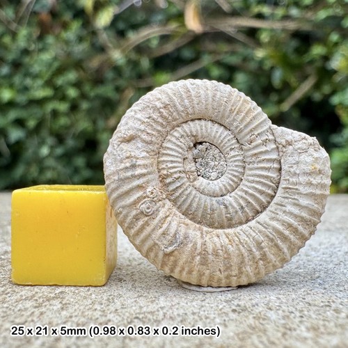 Zugodactylites fossil ammonite - zugodactylites,