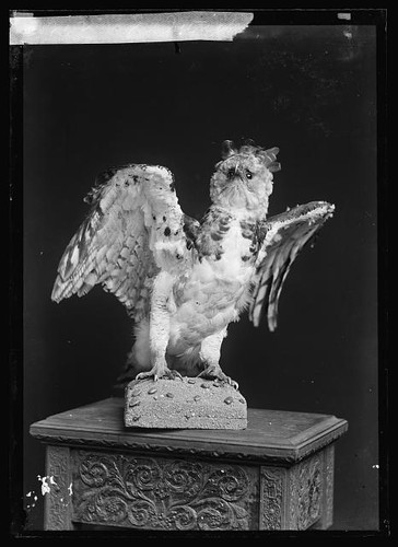 Photo dietrick taxidermy - j.,