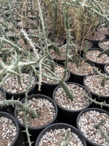 Rareplant cacti adenia - rareplant,