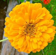 300x Yellow Canary Bird Zinnia Dahlia Seeds - Zinnia Elegans-Large Bright Blooms