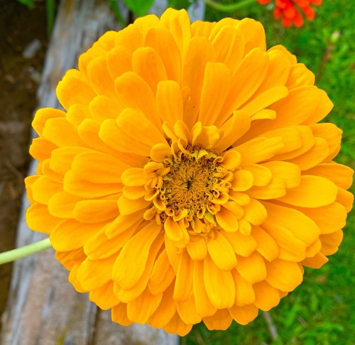 300x yellow canary - canary, zinnia
