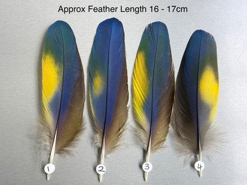 Parrot macaw feather - feather, crafts