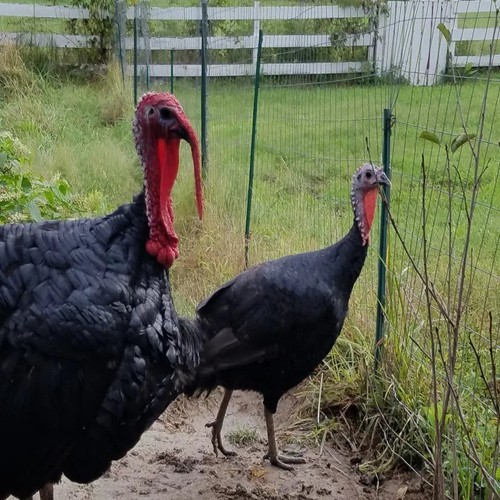 Beautiful large black - beautiful,