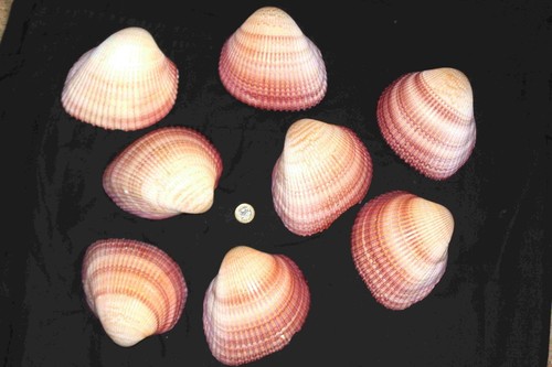 Giant cockle half shells - 8,