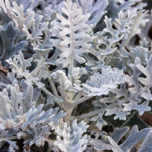 Cineraria silver dust - 6,