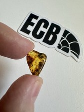 Baltic Amber Fossil with Gnat Insect Inclusion Collectible