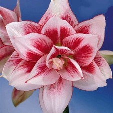 Amaryllis ELVAS. Spectacular