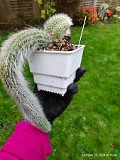Monkey Tail Cluster  Cactus Well Rooted Trailing Hildewinteria Colademoninis UK