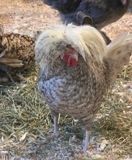 Polish Hatching Eggs. 8 eggs