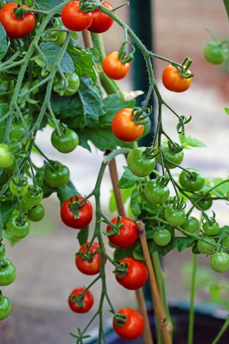 Gardener delight - 4x, delight’