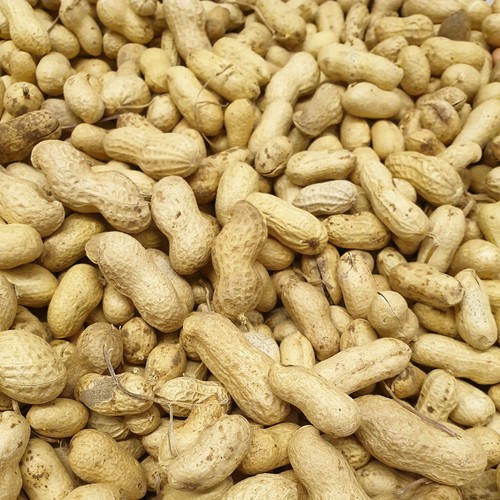 Monkey nuts peanuts - monkey,
