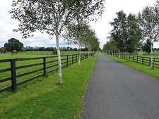 9 Silver Birch 4-5ft Stunning