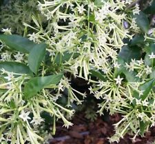 CESTRUM NOCTURNUM - 5 x seeds - unusual rare tropical, night jasmine
