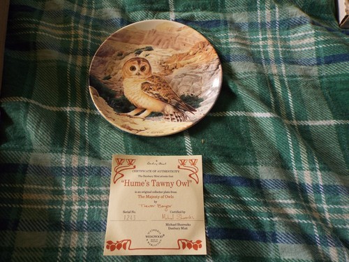 The majesty owls - of,