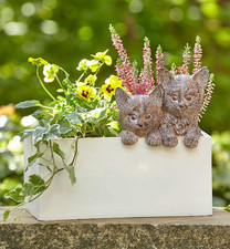 Indoor Outdoor Cats Kitten