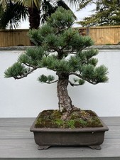 Japanese Outdoor 5 Needle