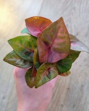 Syngonium Podophyllum "New