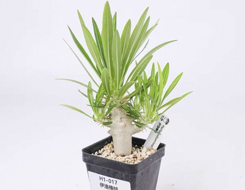 Raresucculent plant - raresucculent,
