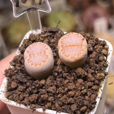 Exact Plant，2pcs rare