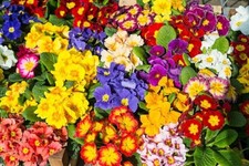 Polyanthus 'Crown Exhibition Strain'   0.1g  Approx. 141 seeds.