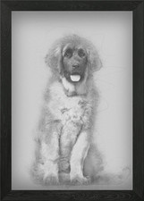 Leonberger puppy 4 months