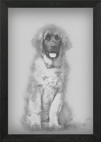 Leonberger puppy months - leonberger,